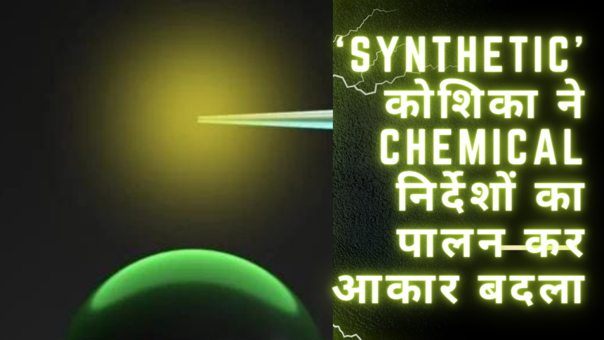 Synthetic cell, कोशिका ने chemical निर्देशों का पालन कर आकार बदला